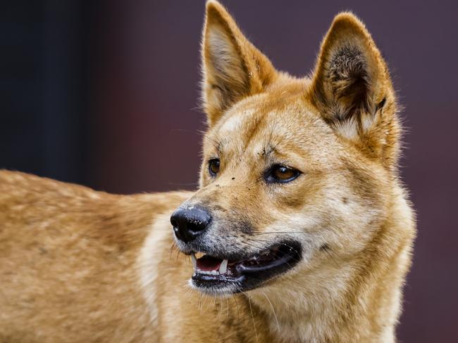 SYDNEY, AUSTRALIA - APRIL 06: A dingo looks on from it's new habitat on April 06, 2023 in Sydney, Australia. Nura Diya Australia features 23 unique and iconic Aussie species. It allows visitors to stroll amongst Kangaroos, come paw-to-paw with Dingo pups and walk within the tree canopy to see Koalas up close, the zoo says. These animals are some of the oldest and most rare wildlife and found nowhere else on earth. (Photo by Jenny Evans/Getty Images)