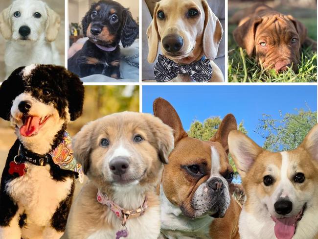 180+ pups: Vote for Bundaberg’s cutest puppy of 2024