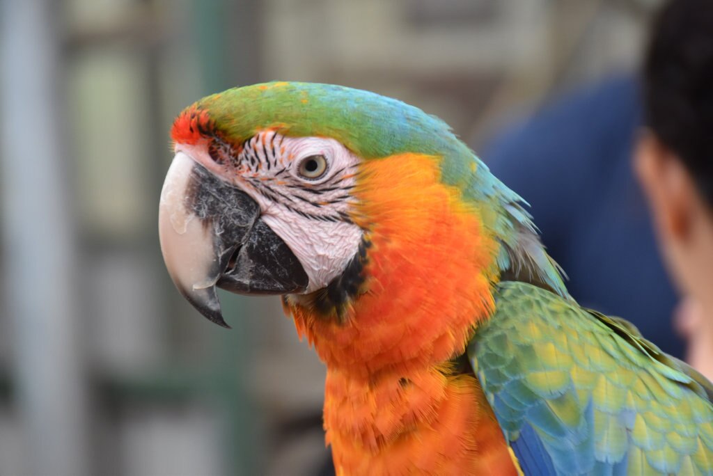 Getting up close with the birds at Maleny Botanic Gardens and Bird World. Picture: Mark Furler