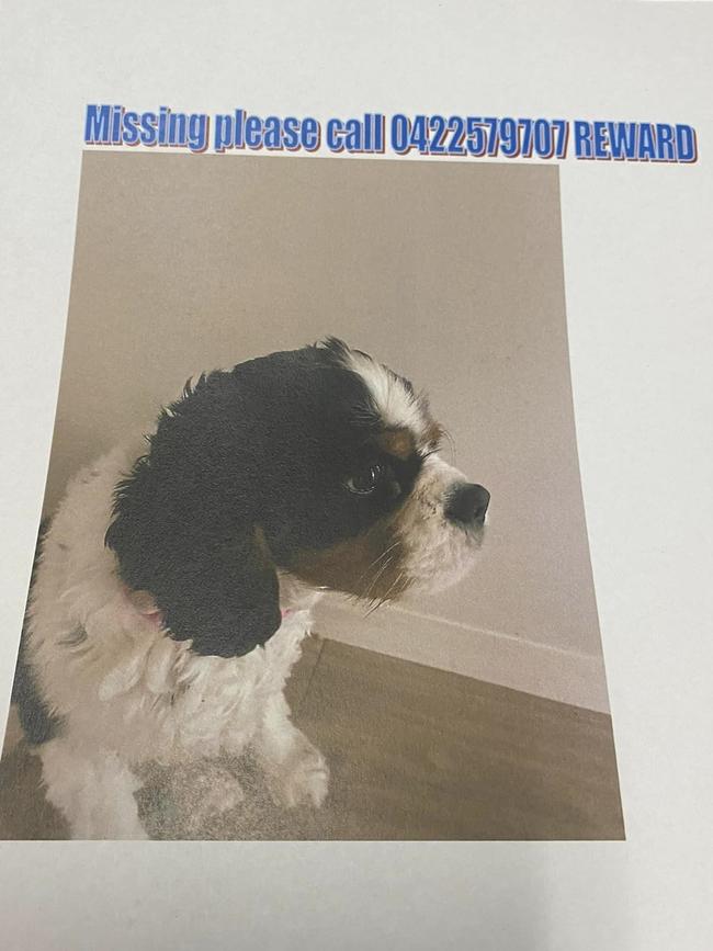 They have put up reward posters around Tugun for Bella's return.