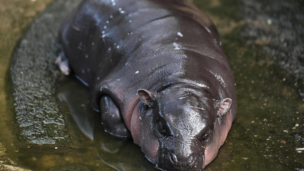 Moo Deng, a two-month-old female pygmy hippo who has recently become a viral internet sensation, has a nap at Khao Kheow Open Zoo in Chonburi province. Picture: Lillian Suwanrumpha/AFP