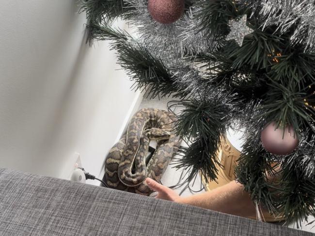 A 2.5 metre carpet python was found curled up under a Christmas tree in Helensvale.