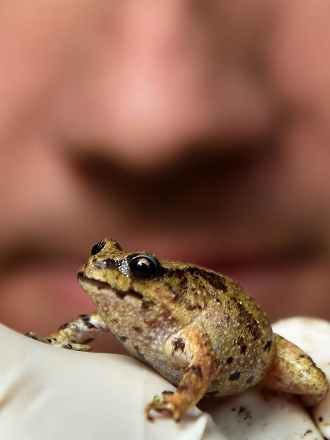 The Baw Baw frog’s wild population is unknown.