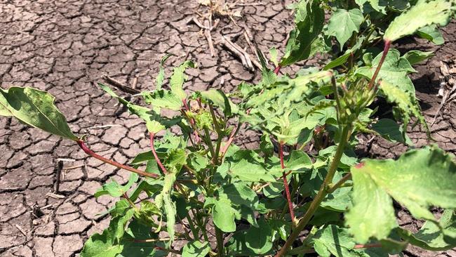 A cotton plan damaged by spray drift.