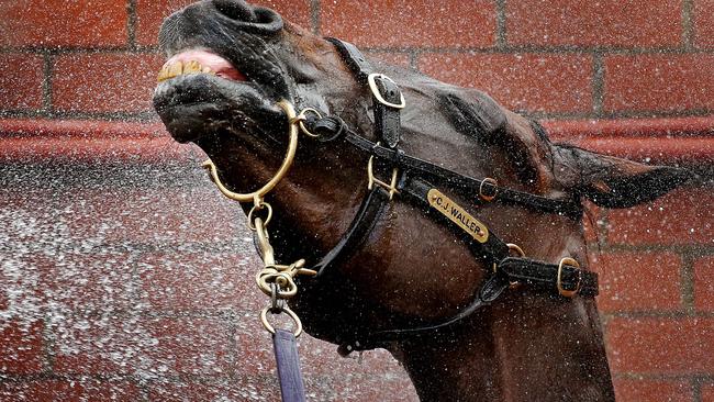 Wash that win right out of my hair: Winx gets a shower after her record-breaking win. Picture: Colleen Petch.