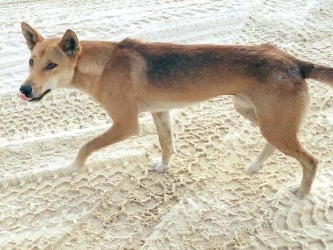 A dingo roaming on Fraser Island.