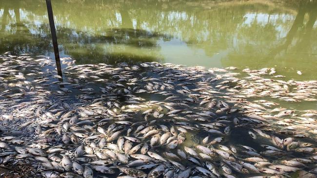 Thousands of fish have died at Medindee Lakes in past weeks.