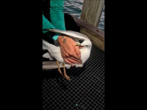 Kind divers rescue seagull pinned by hook and fishing line