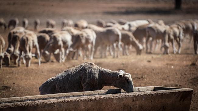 It’s not just bushfires but also drought that rural communities have had to contend with.