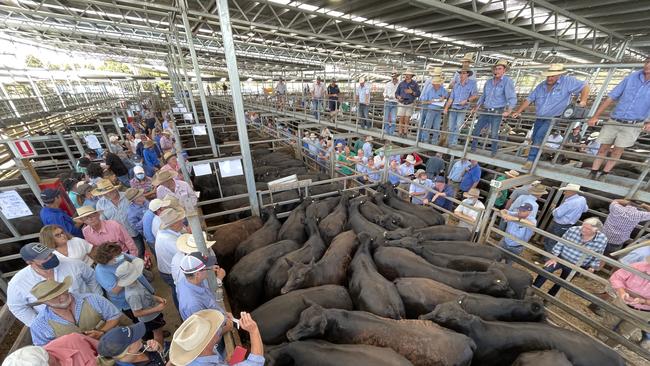 There was a big crowd at the Hamilton weaner sale.