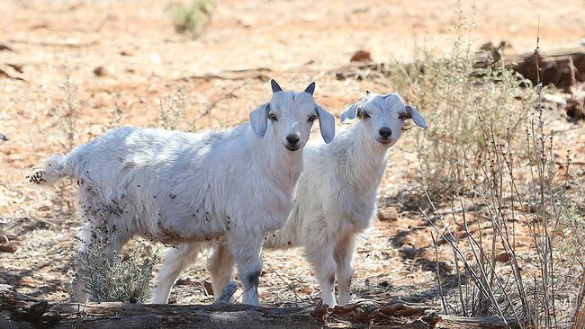 The issue of feral goats on Great Keppel Island has surfaced again.