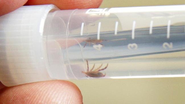 One of the ticks that was recently removed from a patient at Mona Vale Hospital. Picture: Adam Yip / Manly Daily