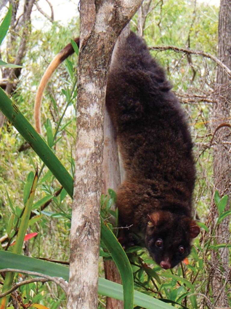 <p>Western_ringtail_possum_at_Locke_Nature_Reserve. Picture: supplied</p>