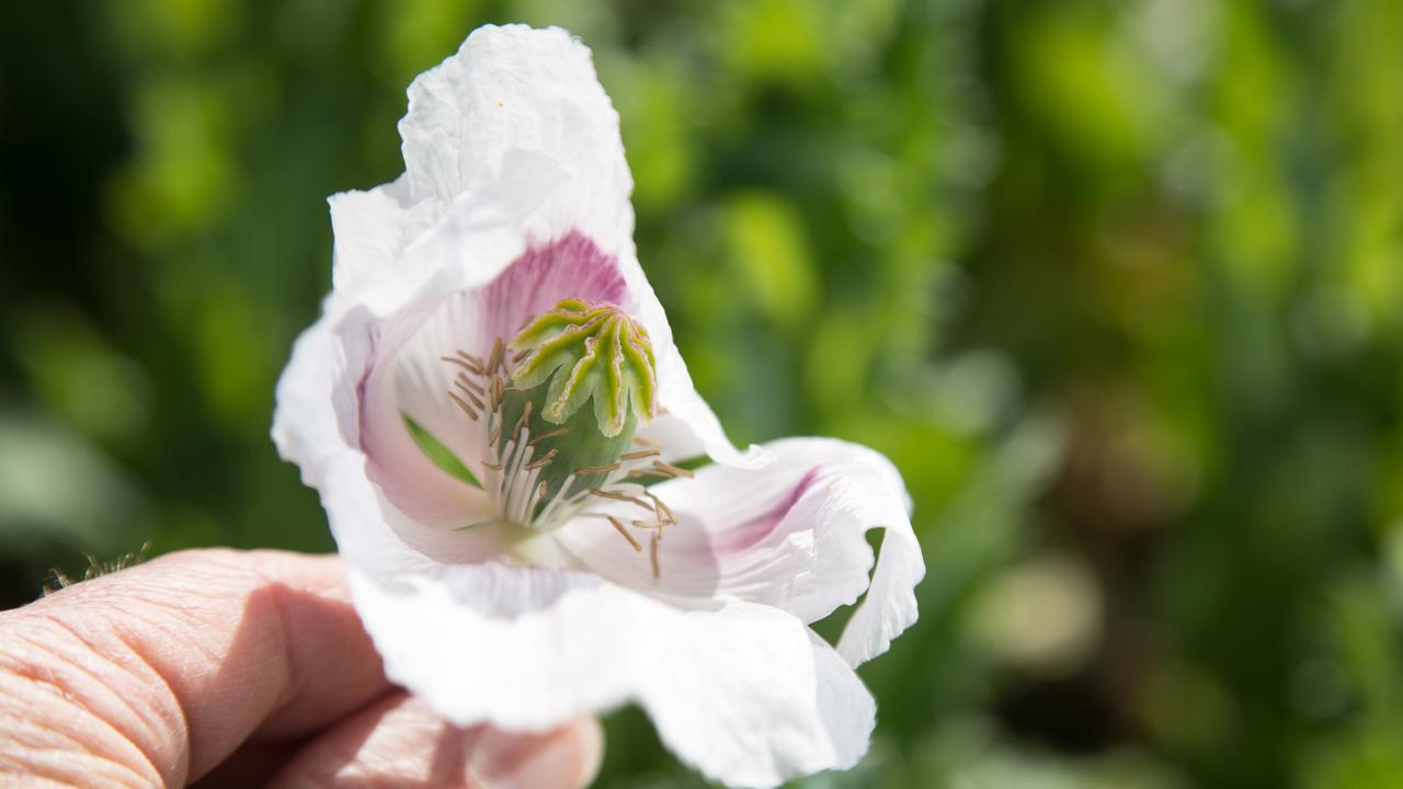 Tasmania’s poppy crop set to expand to more than 9000ha