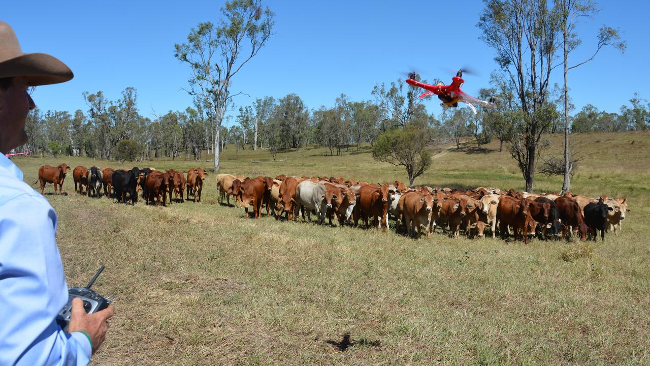Drones are being used by farmers to help muster cattle in Queensland.