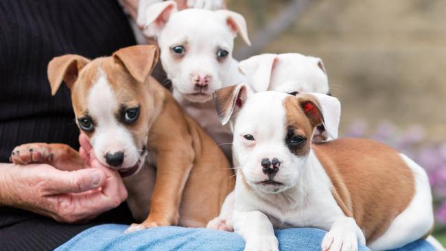 RSPCA NSW pet adoptions just $29 to clear the shelters | Daily Telegraph