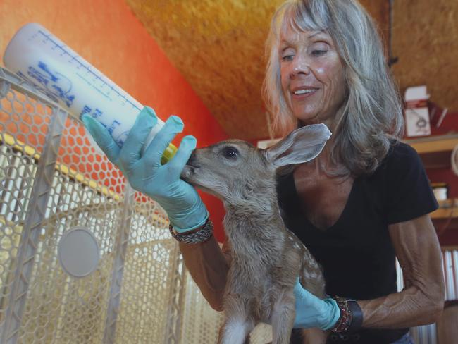 Motherless child ... Diane Nichols bottle feeds a young fawn at her rescue facility. Picture: AP Photo/Rich Pedroncelli