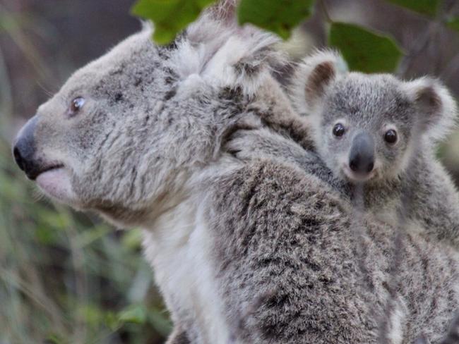 ‘Sad statistic’: Dogs and cars cause 80% of koala injuries