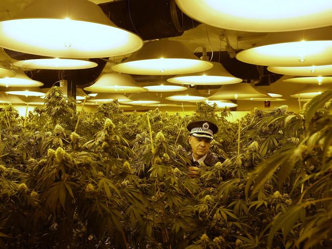 Insp Craig Wonders inspects a large hydroponic cannabis set up in Brookvale. Picture: Braden Fastier