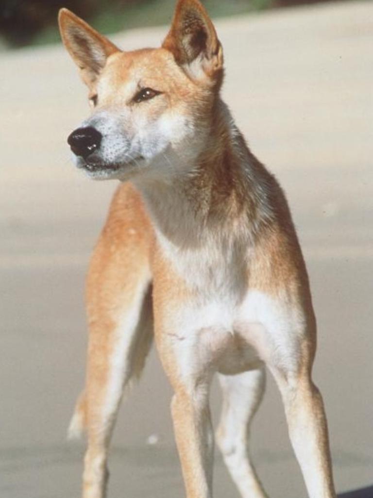 A young girl was pulled underwater by a dingo on Fraser Island on April 3.