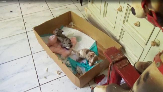 Puppies living in filth at the Storybook Farm property in a scene from the video footage. 