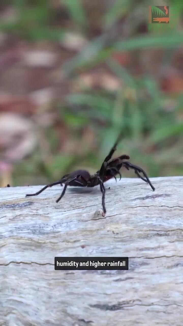 Australian Reptile Park seeking spider donations