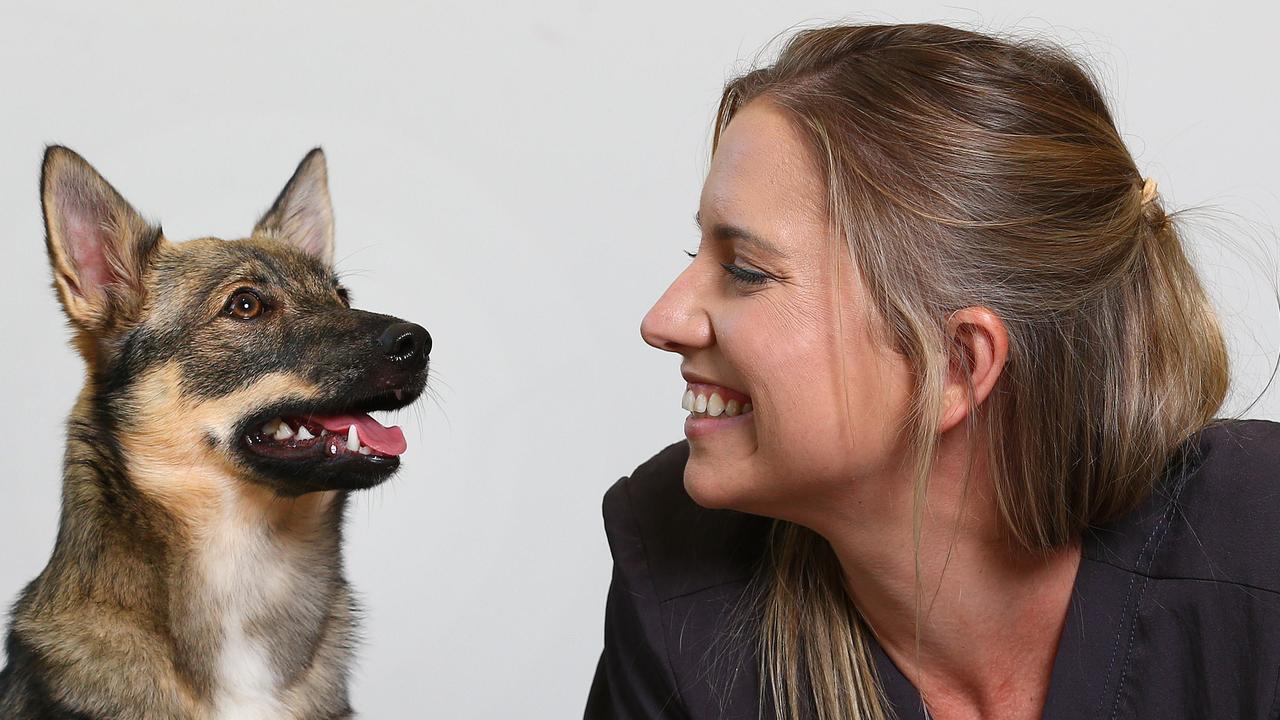 Dr Claire Stevens at Pet Wellness Centre in Burleigh with Vesta who is a Swedish Vallhund talking about pet anxiety during lockdown. Pics Adam Head