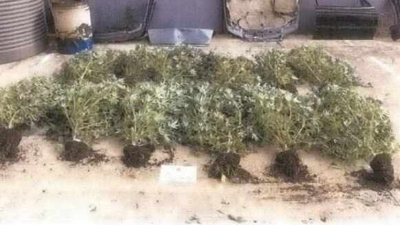 The cannabis plants weighed almost 93kg. Photo: Victoria Police