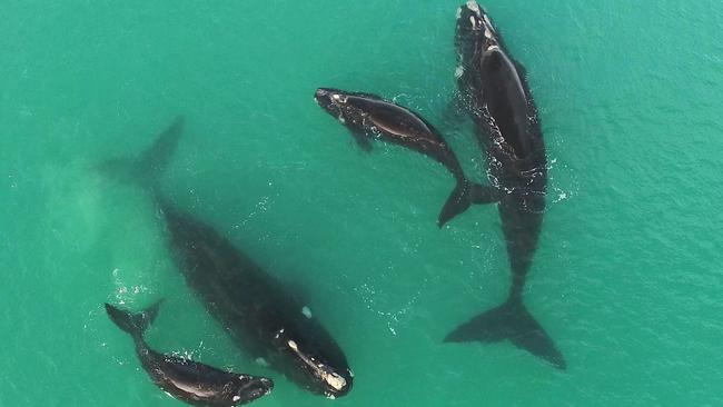 Two mother &amp; calf pairs in Encounter Bay whale nursery. Picture: Bob Prestwood under research permit Y26866-1 EBRWS