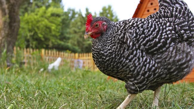 Let's hope the chook comes home to roost. Picture: Thinkstock