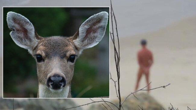 A deer sizes up its next unsuspecting victim. Pictures: Supplied