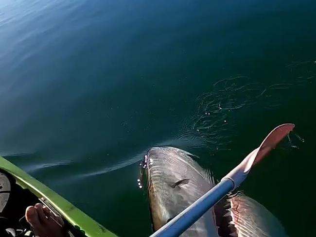 Terrifying video footage has emerged of a kayaker’s close encounter with a giant great white shark ten kilometres outside of Port Augusta. , The kayaker who was fishing in the area, Matthew Gorne, remained impressively calm while the shark passed by under him. Picture: Facebook