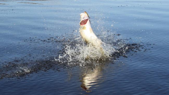 A nice barra hooked on the flats taken on a B52 lure