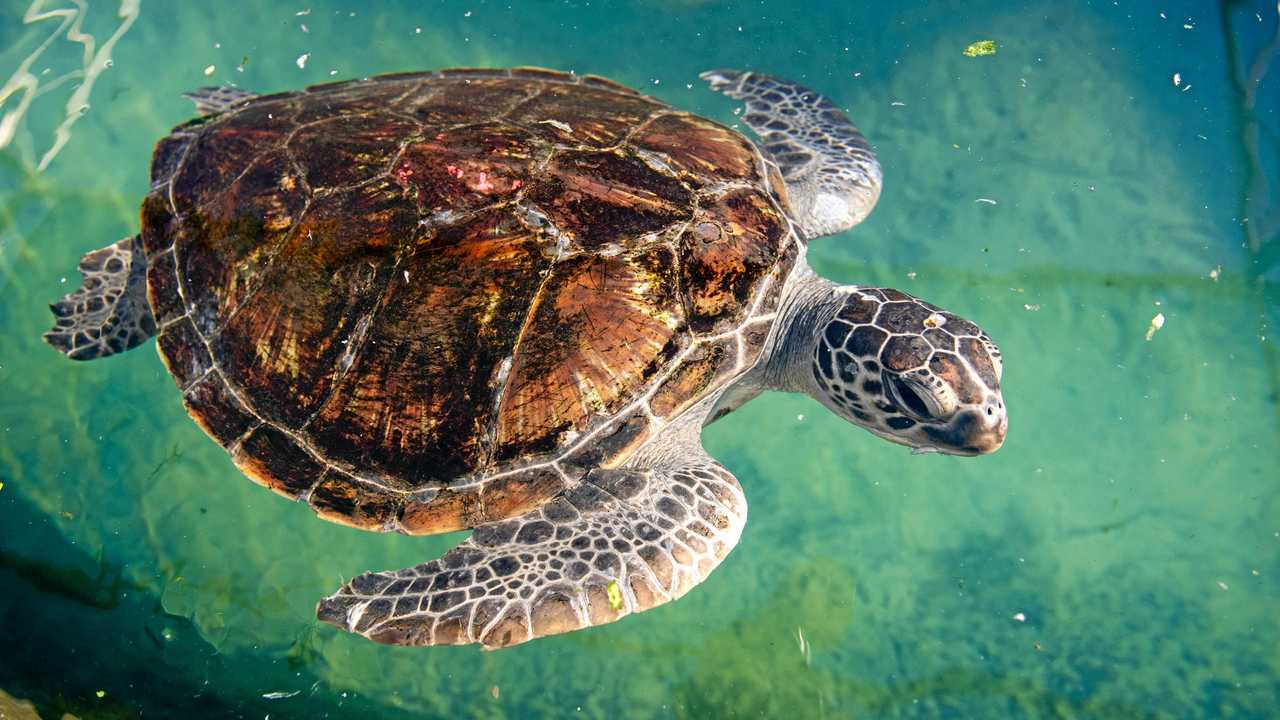 Mystery – what ails turtles? | Daily Telegraph