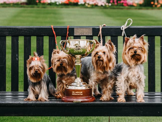 Yorkshire terriers Angie, Saffy, Tootsie and Ely get up close and personal with the Melbourne Cup in York during the Australian cricket team's Ashes tour.