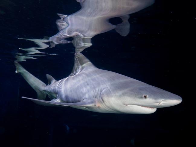 Speartooth Shark (Glyphis glyphis) is critically endangered. For National Threatened Species Day. Kids News.
