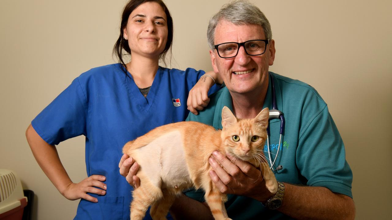 Surgeries such as Manasa’s put a strain on the RSPCA’s limited resources. Picture: Tricia Watkinson