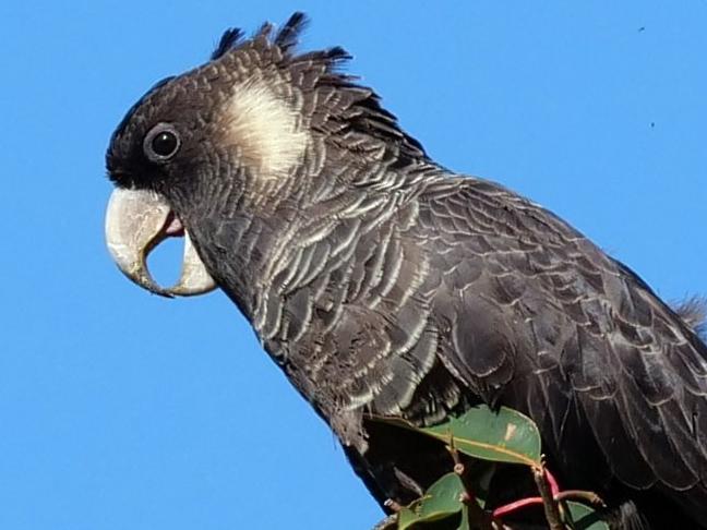 Baudin’s black cockatoo, Picture: WWF,