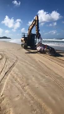 A dead baby whale is removed from a Byron Bay beach