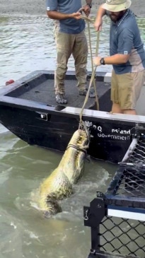 Aggressive croc captured after attacking QLD man