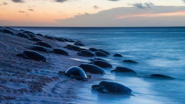 Green turtles return to the beach for nesting. Picture: Gary Cranitch, Queensland Museum