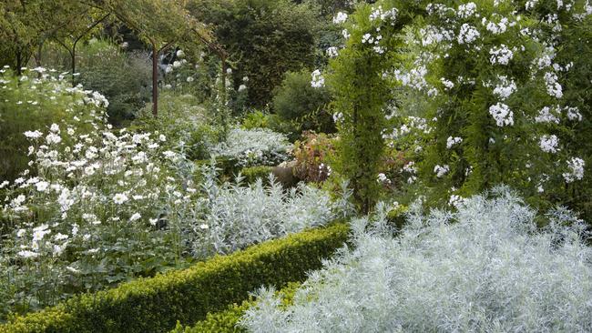 Solanum jasminoides "Album" over the arch in the White Garden at Sissinghurst Castle Garden, near Cranbrook, Kent.