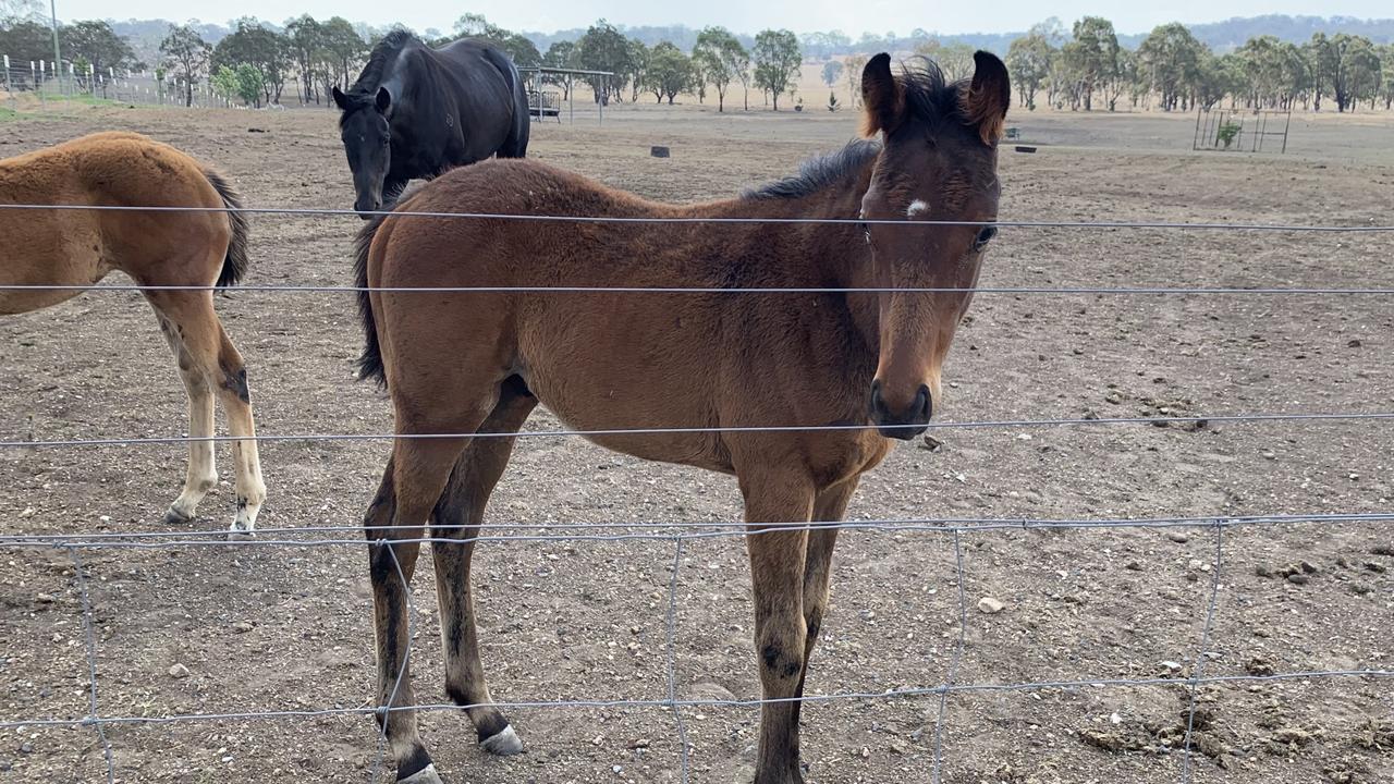 2024 Melbourne Cup winner Knight’s Choice’s dam Midnight Pearl news