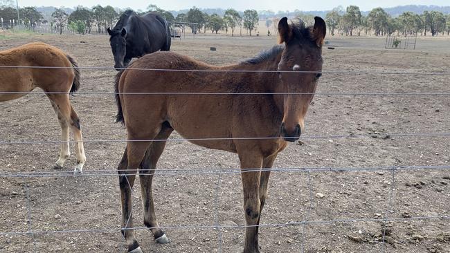 Melbourne Cup winner Knight’s Choice growing up in a drought in country NSW as a foal. Picture: supplied.