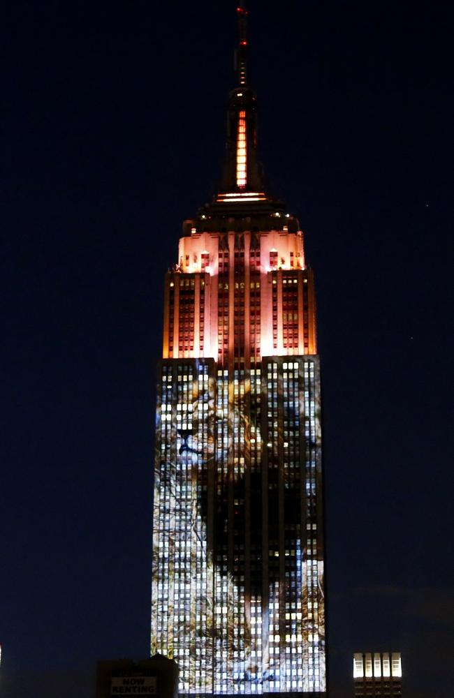 International action ... a giant picture of Cecil was among images projected onto the Empire State Building in New York on Saturday. Picture: AFP/Kena Betancur