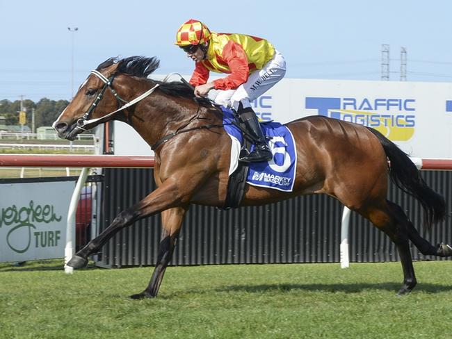 Silencio Porfavor is out to maintain his perfect recoird when he resumes at Warwick Farm. Picture: Bradley Photos