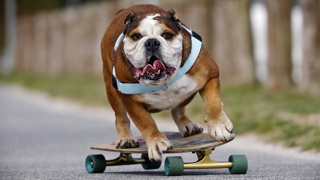 Giotto the skateboarding bulldog pictured in Kurnell today with owner Greg Denaro. Picture: Sam Ruttyn