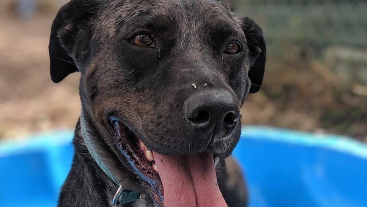 Kevin was unable to find his forever home last year