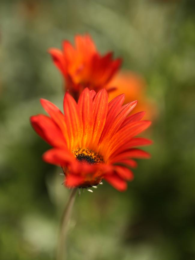 September 23, The Secret Gardens of the Dandenong Ranges 2018 will open the gates to some of the DandenongsÕ finest privately-owned gardens.Virginia Heywood has transformed this landscape to include three acres of garden and two ponds while retaining sweeping views of the Warburton Ranges.Arctotis ( orange flower )Picture: Stuart Milligan