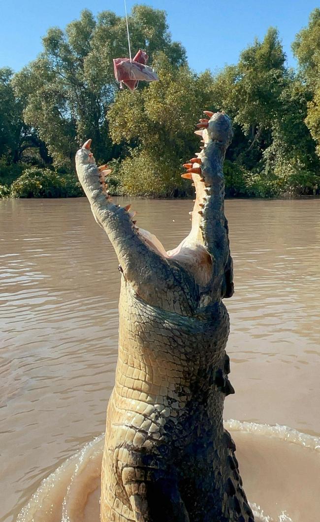 A determined croc leaps up for a snack during a jumping crocodile cruise tour. Picture: Jeremie Asilo